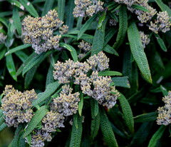 Buddleja loricata