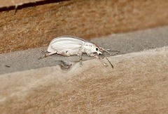 Compsus auricephalus