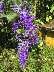 Petrea