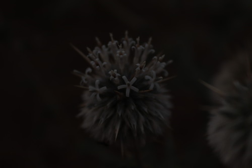 Image of Echinops echinatus by (c) Vikas D Prasad, some rights reserved (CC BY-SA)