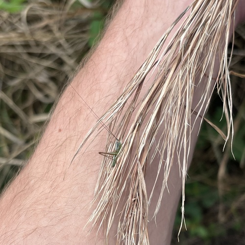 Graceful Meadow Katydid photo 5