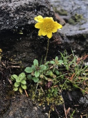Crocidium multicaule