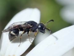 Leptochilus alpestris