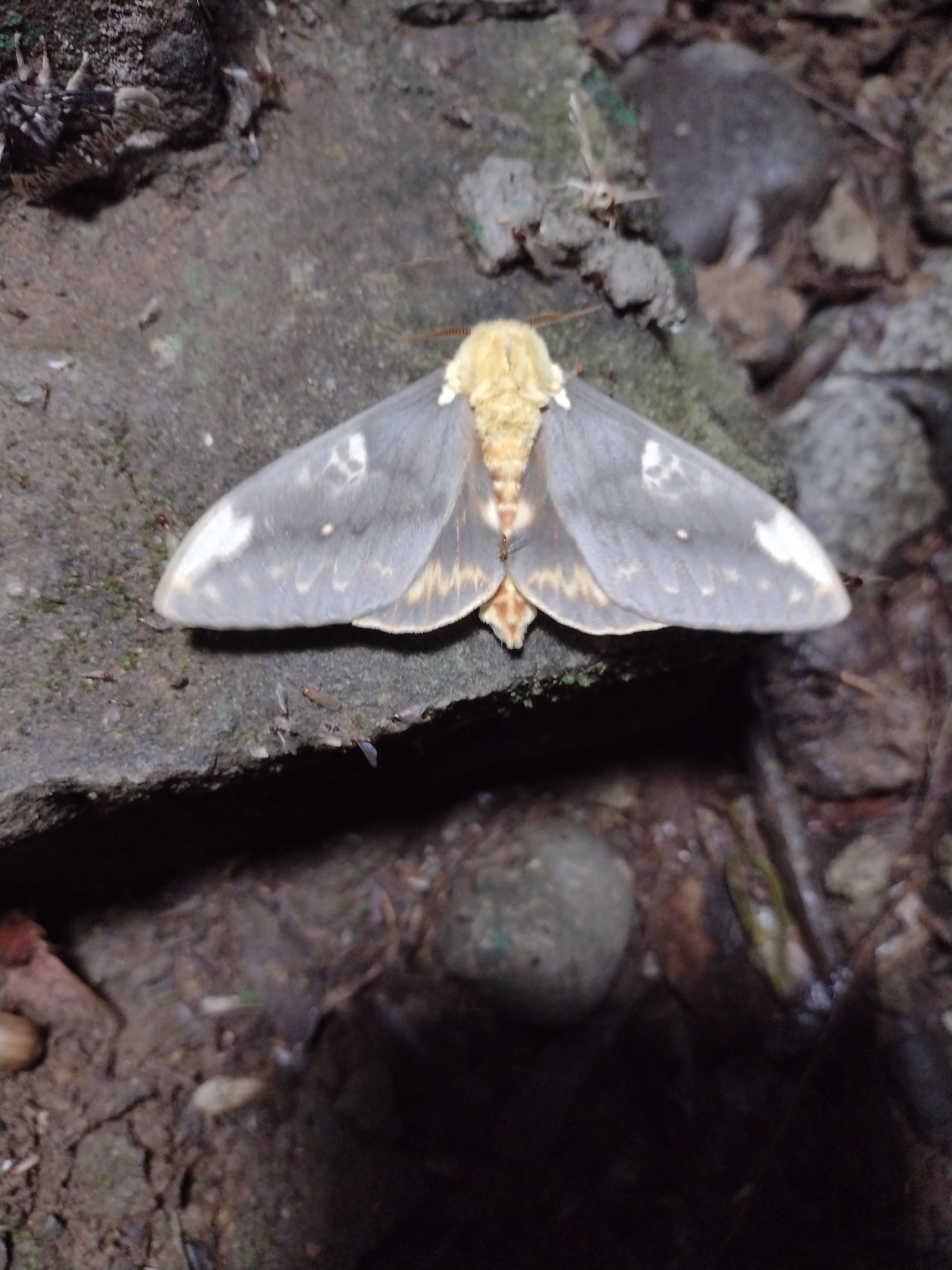 Citheronia guayaquila image