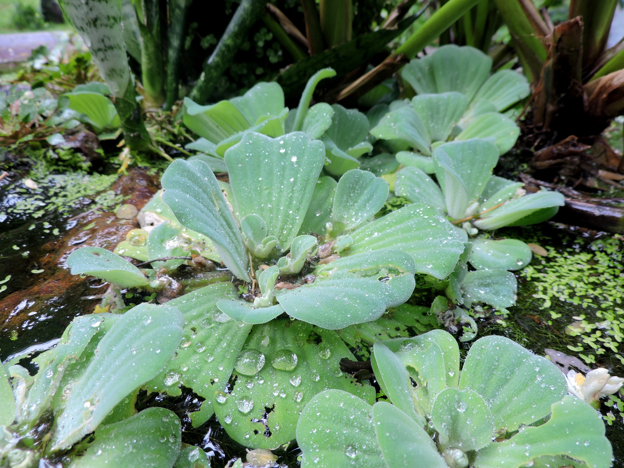 Pistia stratiotes