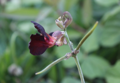 Macroptilium atropurpureum
