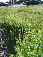 Cruciata pedemontana