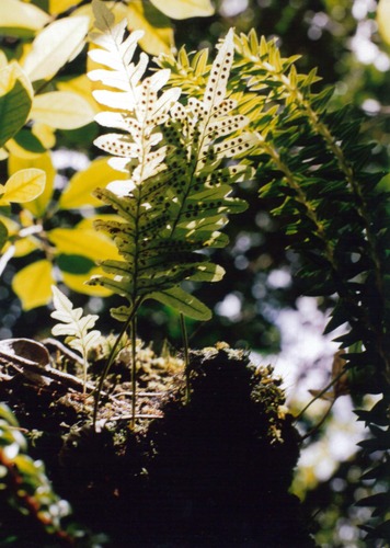 Polypodium pellucidum observed 2005-05-12