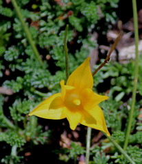 Romulea macowanii