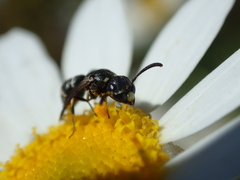 Leptochilus alpestris