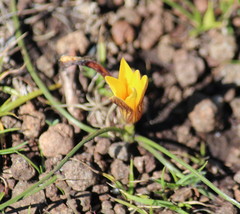 Romulea macowanii