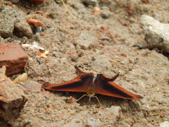 Marpesia zerynthia