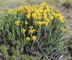 Euryops tysonii