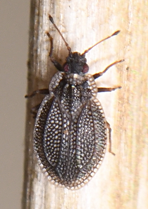 Acalypta hellenica