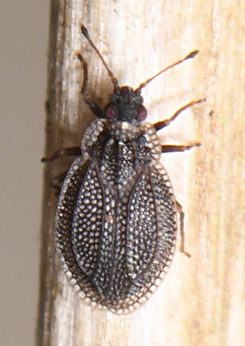 Acalypta hellenica