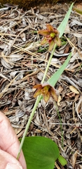 Fritillaria micrantha