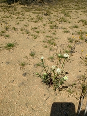 Chaenactis fremontii