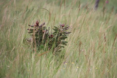 Protea caffra caffra × simplex