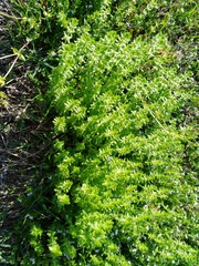 Cruciata pedemontana