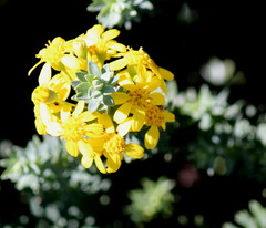 Euryops tysonii