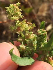Rumex spinosus