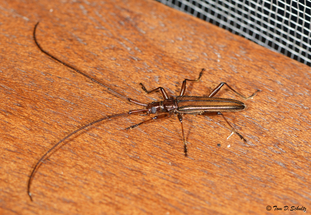 Distenia limbata