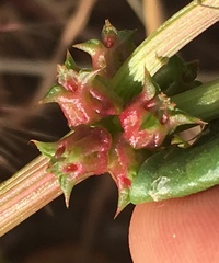 Rumex spinosus