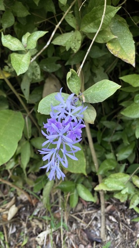 Foto de Primavera