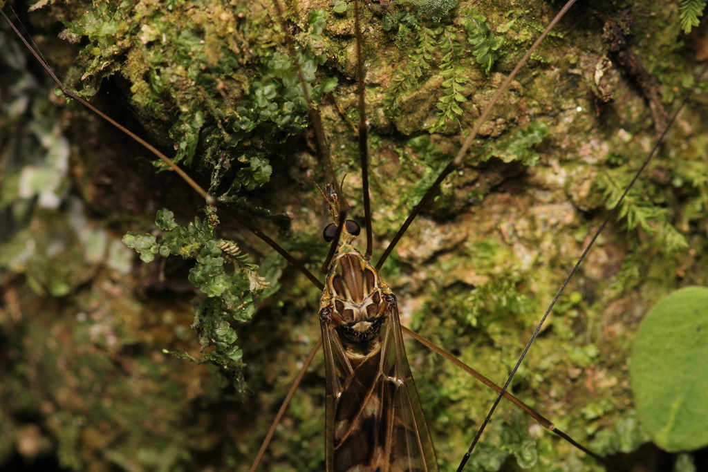 Ischnotoma ocellata