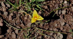 Romulea macowanii