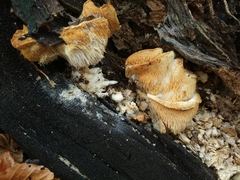 Hericium cirrhatum