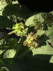 Rumex spinosus
