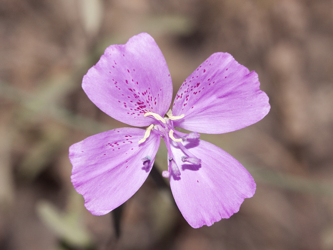 Clarkia bottae