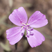 Botta's Clarkia - Photo (c) Bill Bouton, some rights reserved (CC BY-NC)