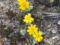 Eriophyllum wallacei