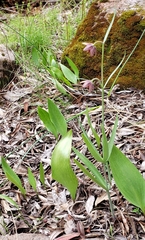 Fritillaria micrantha