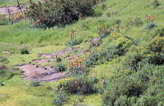 Kniphofia caulescens