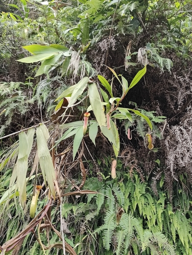 Image of Nepenthes khasiana by (c) Ansil B.R., some rights reserved (CC BY)
