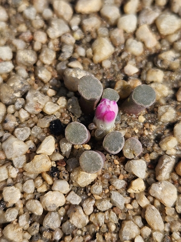 Frithia humilis