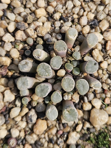 Frithia humilis