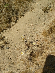 Layia glandulosa