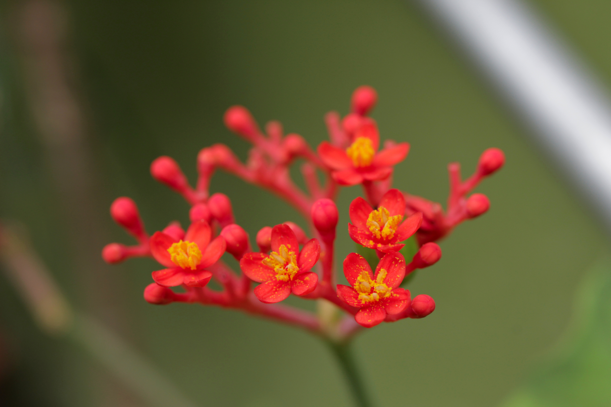 Jatropha podagrica