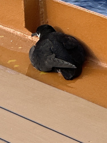 Newell's Shearwater (Puffinus newelli), photo 10