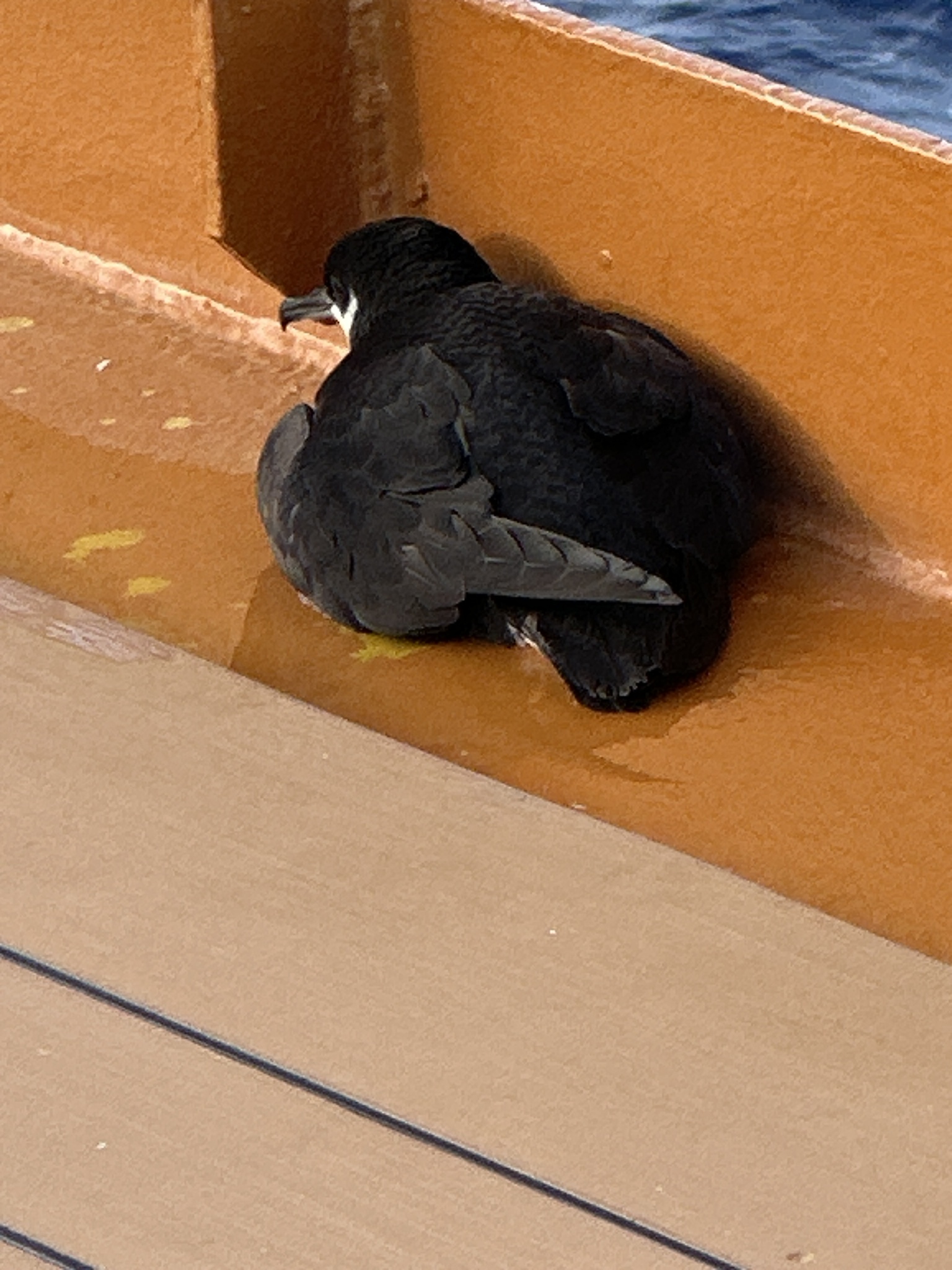 Newell's Shearwater (Puffinus newelli), photo 1