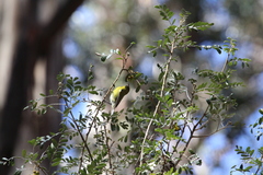 Chlorodrepanis virens wilsoni