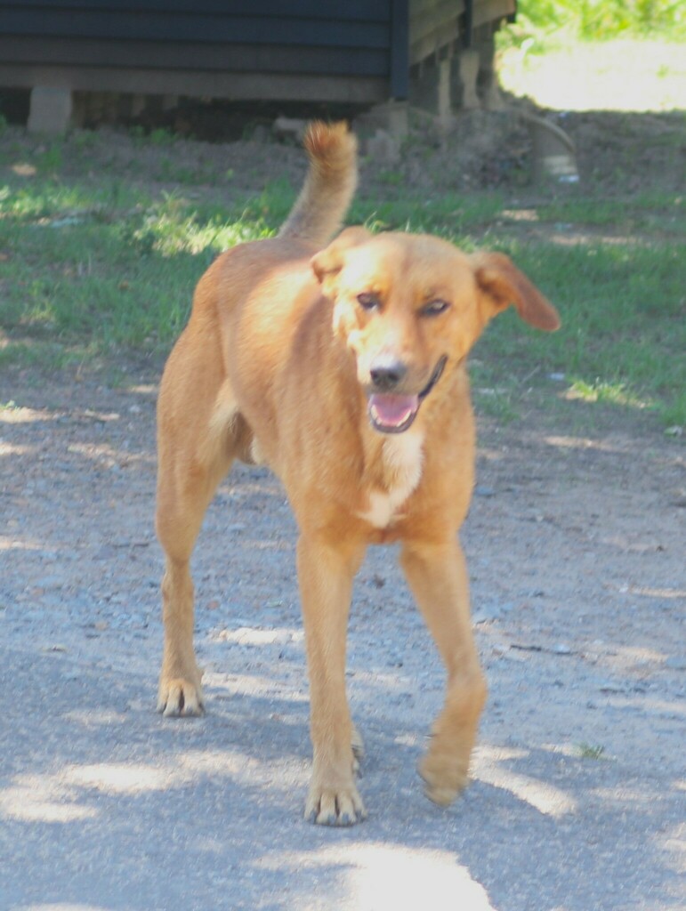 Domestic Dog from Genadendal, 7234, South Africa on January 13, 2024 at ...