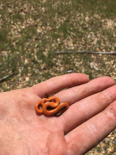 iNaturalist observation photo of Ring-necked Snake