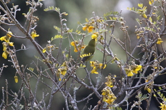 Chlorodrepanis virens wilsoni