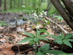 Cardamine diphylla