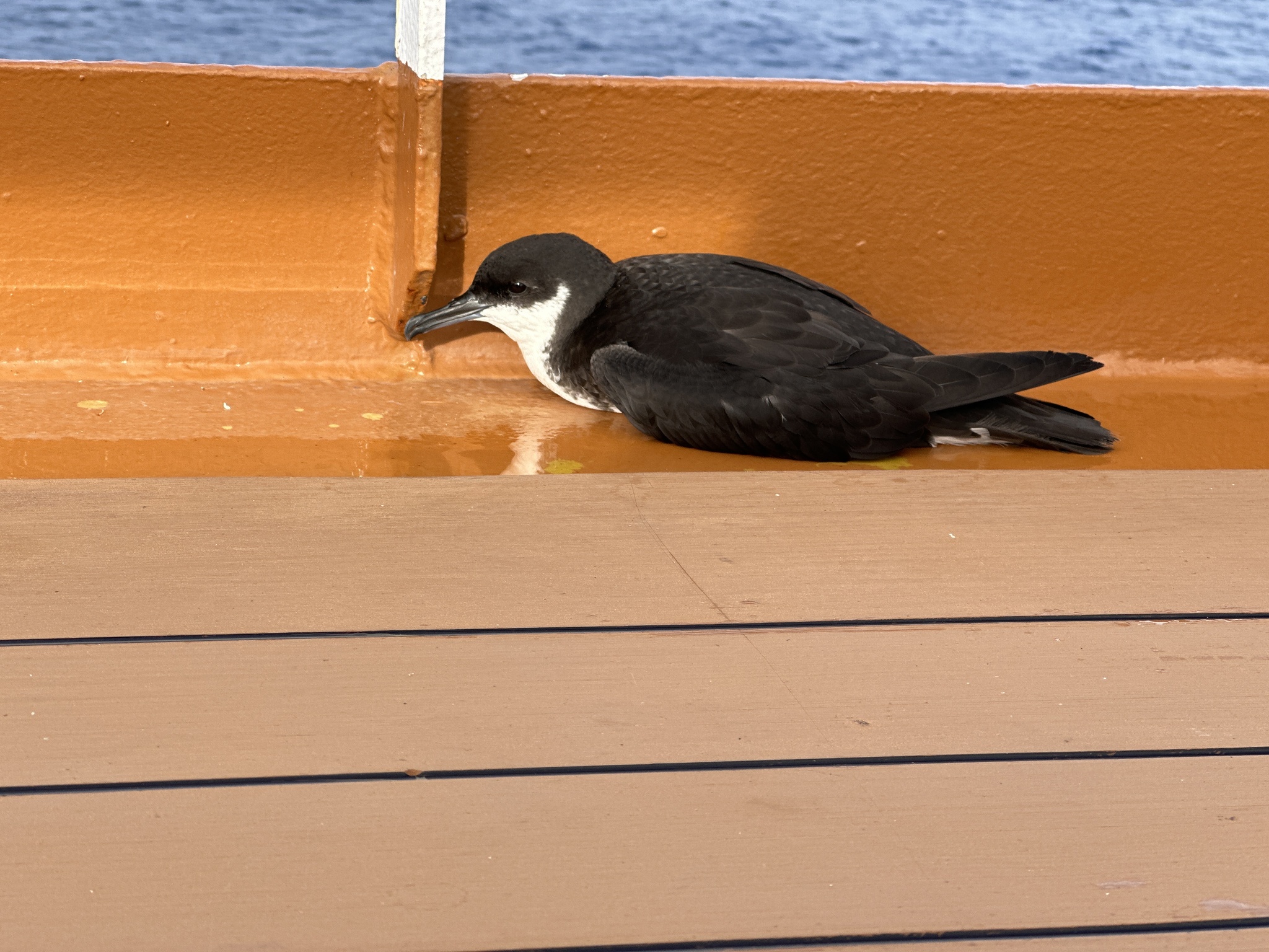 Newell's Shearwater (Puffinus newelli), photo 7